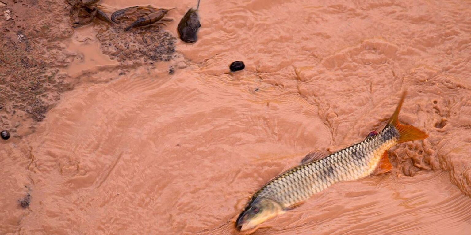 Samarco e vale são multadas em r$ 1,8 bilhão por dedução indevida