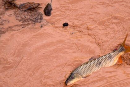 Samarco e vale são multadas em r$ 1,8 bilhão por dedução indevida