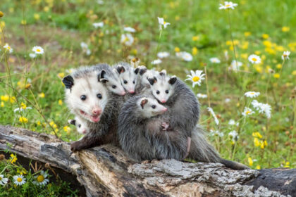 Ong acusada de maus-tratos: 92 animais silvestres resgatados em búzios