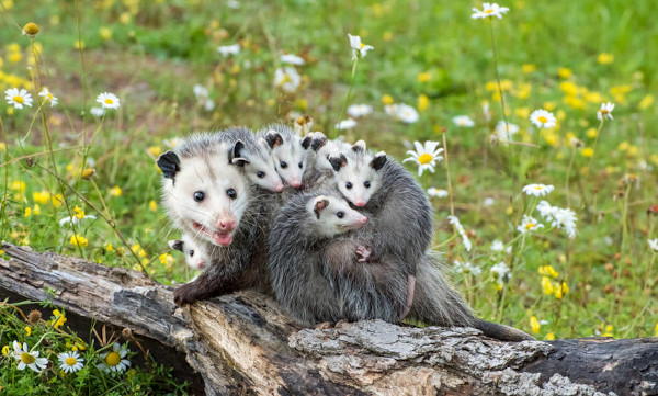 Ong acusada de maus-tratos: 92 animais silvestres resgatados em búzios
