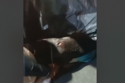 Cão baleado em operação no rio é operado e recebe alta