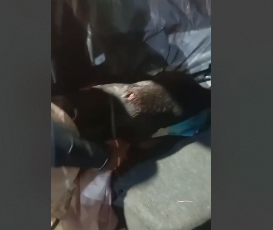 Cão baleado em operação no rio é operado e recebe alta