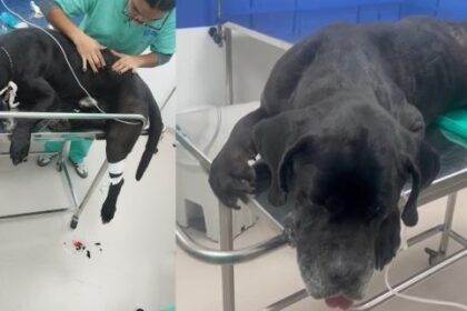 Cachorro baleado em operação no rio tem alta hospitalar