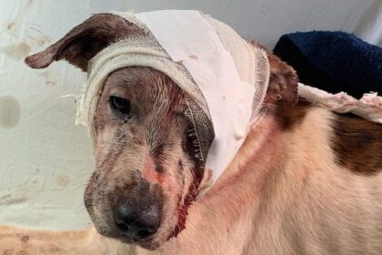 Novo código estadual endurece punições por maus-tratos a animais no rio