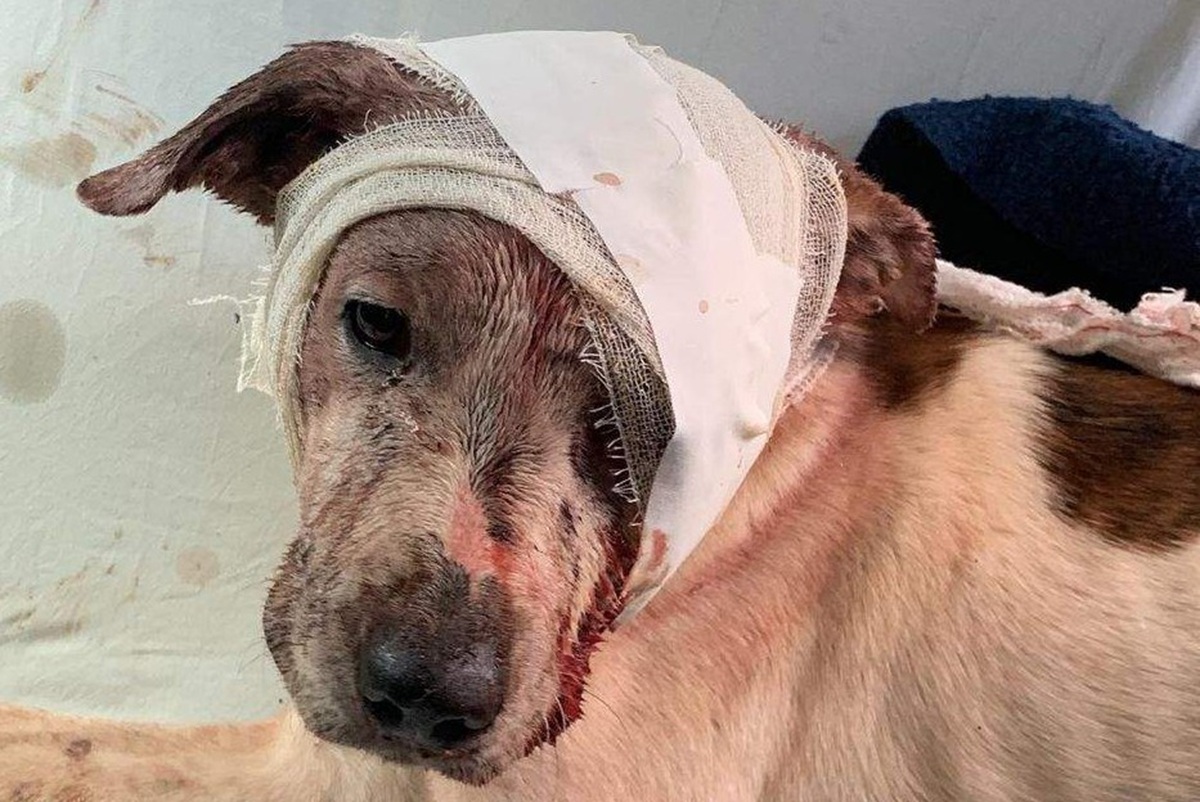 Novo código estadual endurece punições por maus-tratos a animais no rio