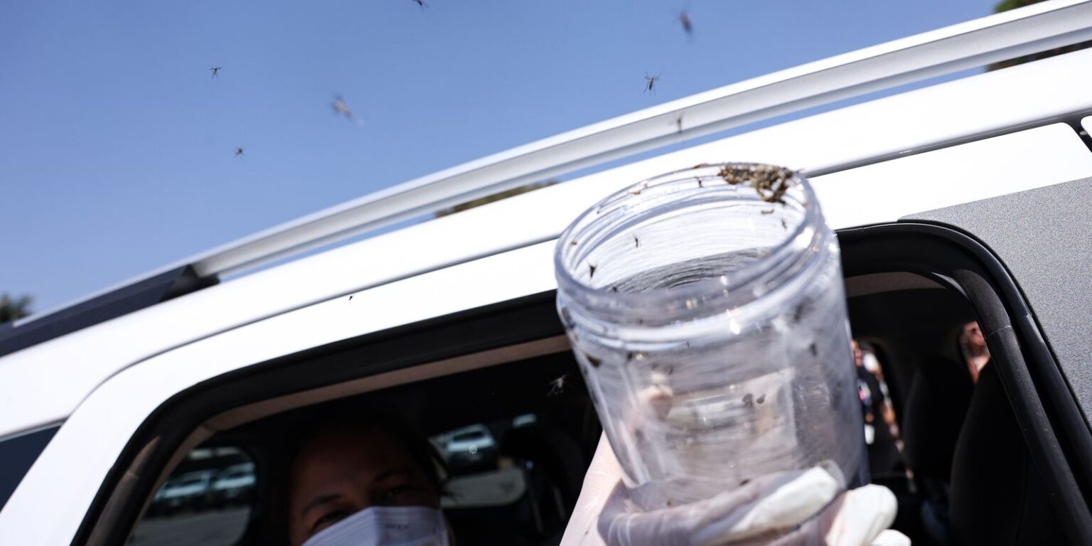 Ministério da Saúde implanta técnica inovadora contra Aedes aegypti