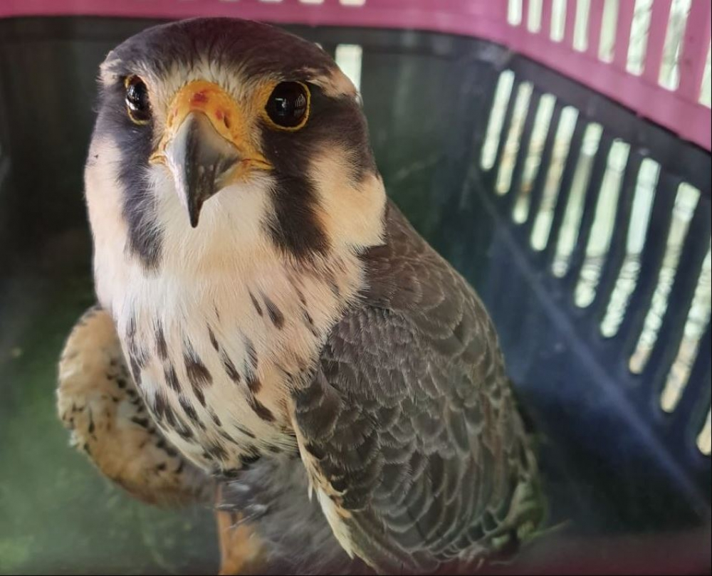 Rio aprova novas diretrizes para adoção de animais silvestres