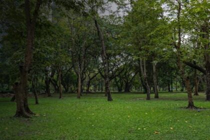 Degradação do Parque Ary Barroso leva MP a processar estado e prefeitura