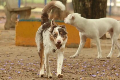 São Paulo realiza grande evento de adoção com Mais de 300 pets