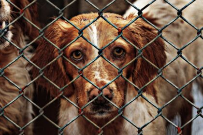 Lei Orelha: Rio de Janeiro propõe multas mais rigorosas contra maus-tratos animais