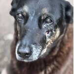 Polícia Civil pede apreensão de passaporte de adolescente envolvido na morte do