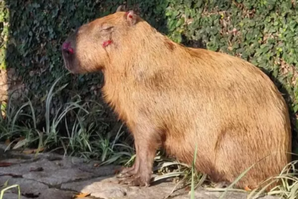 Capivara atacada por oito homens na Ilha do Governador gera revolta