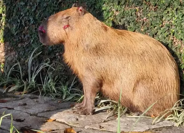 Capivara atacada por oito homens na Ilha do Governador gera revolta